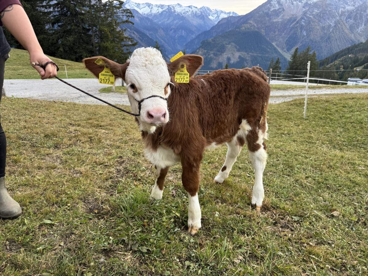 Fleckvieh Kalb 1