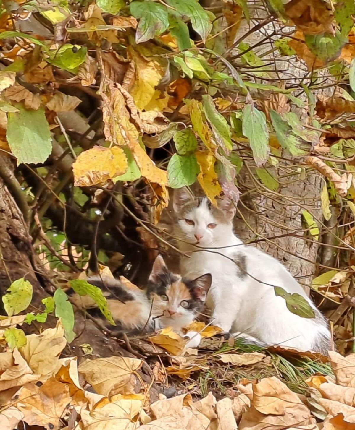 Kleine Katzen 2