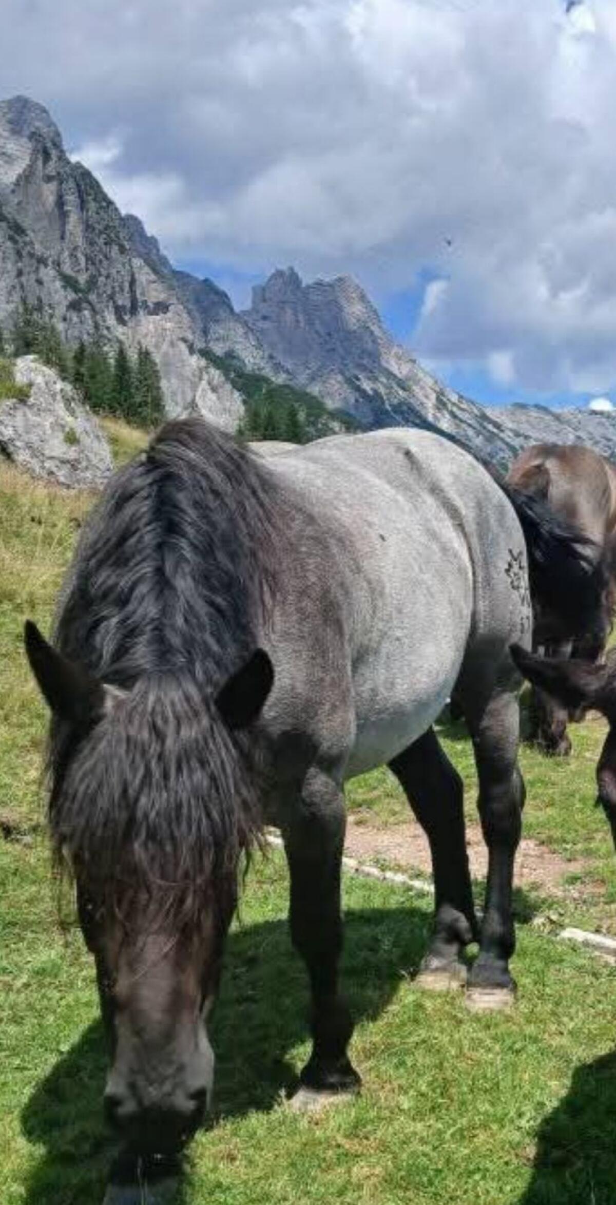 Mohrenkopf Norikerstute Lorena MG 2