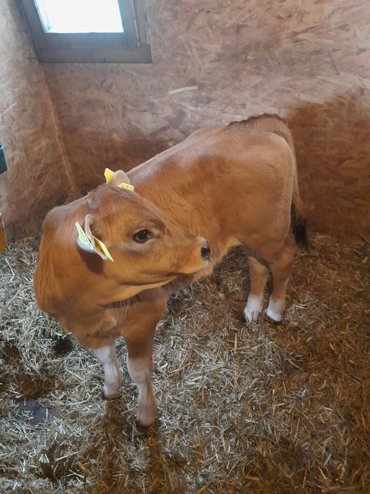 Limousin Stierkalb 3