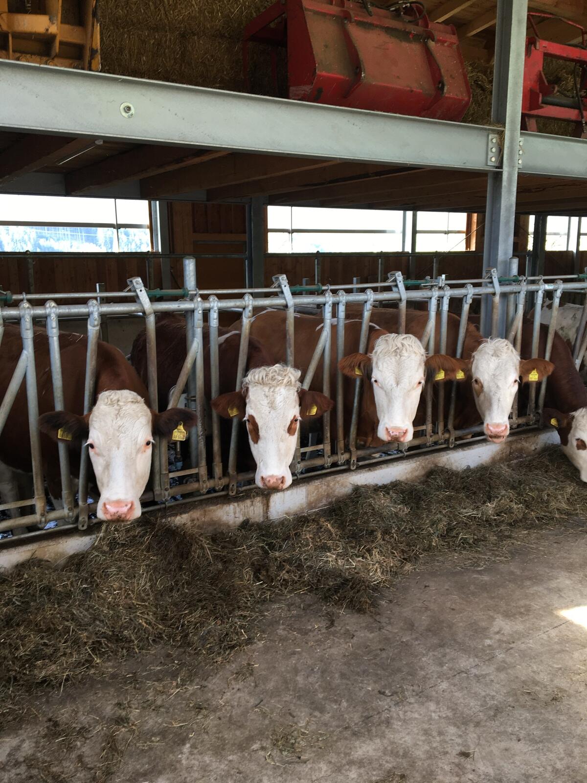 Trächtige Fleckvieh-Kalbinnen zu verkaufen 1