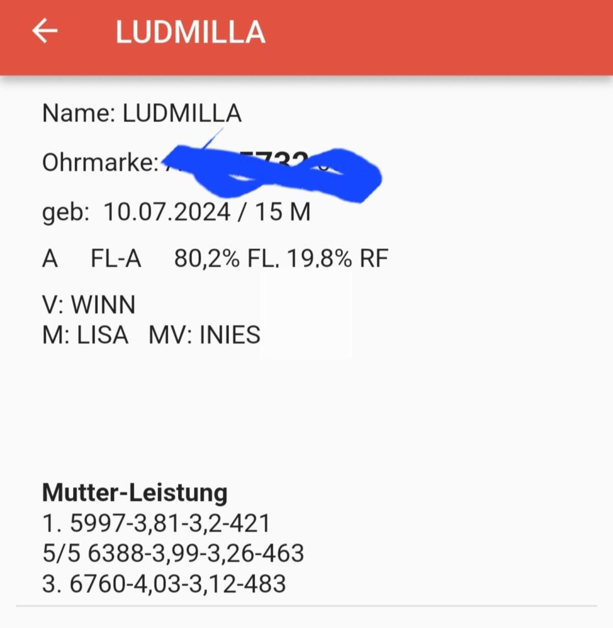 Belegfähige Fleck Kalbin 3