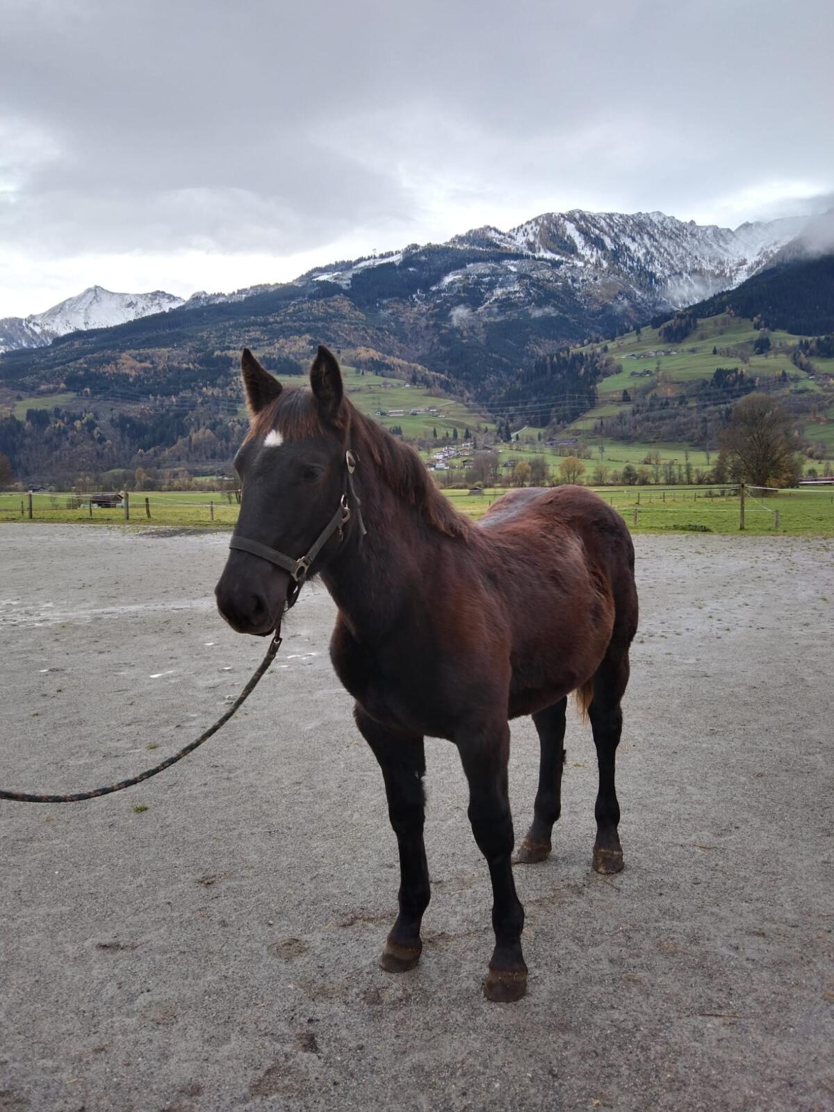 Noriker Rappfohlen Mirella 1