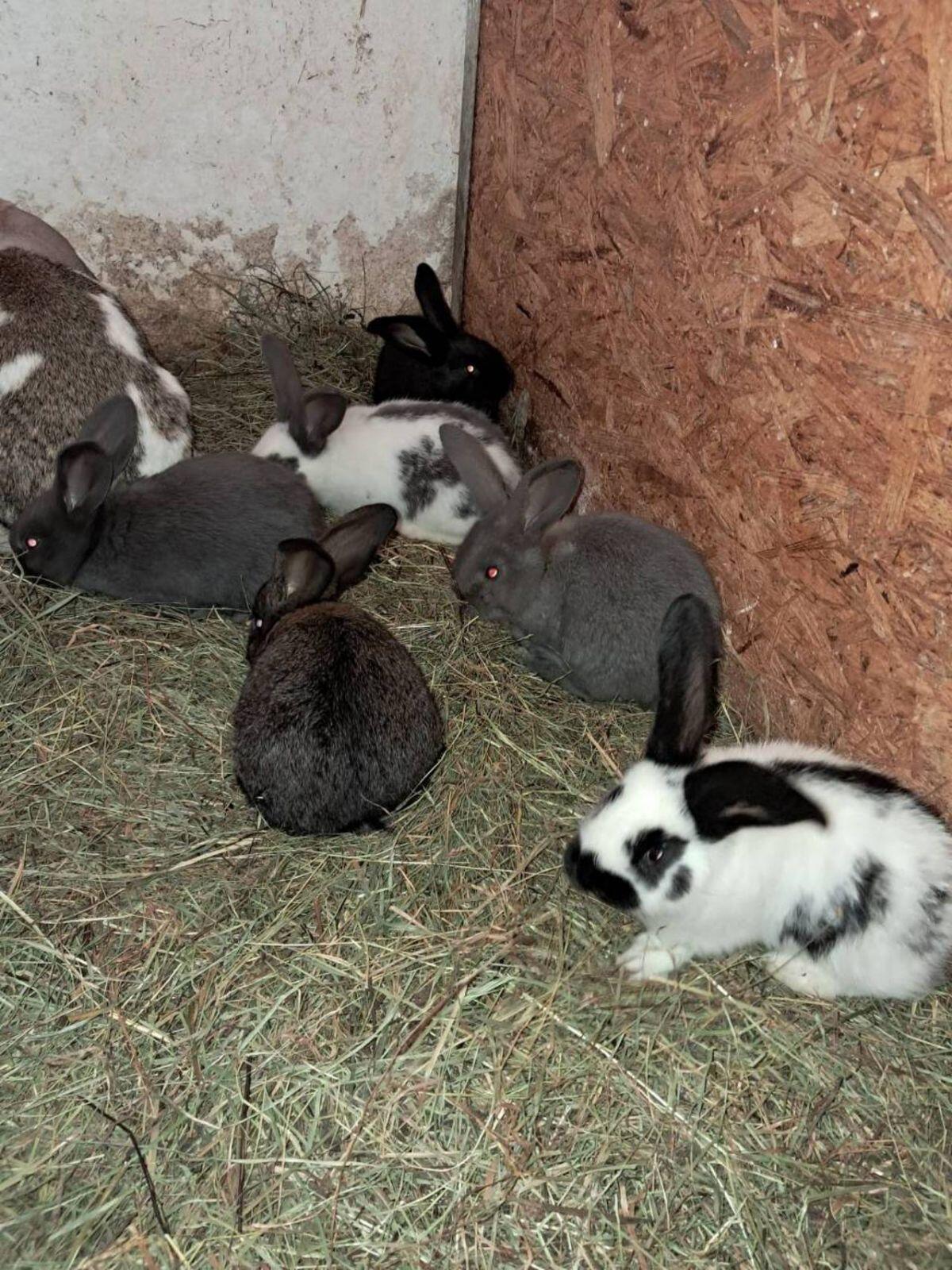 Riesenschecken Fleischhasen 1