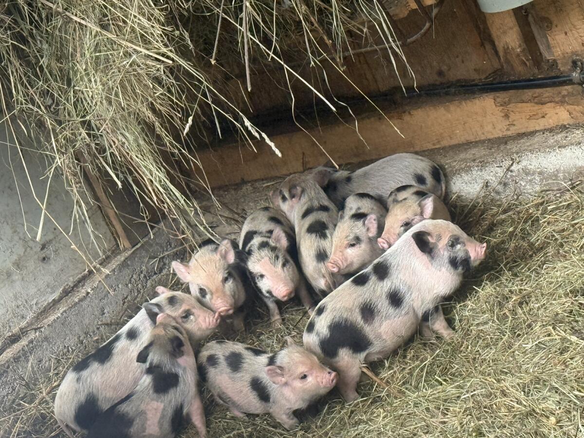 Minischweine Zuchtgruppe 1