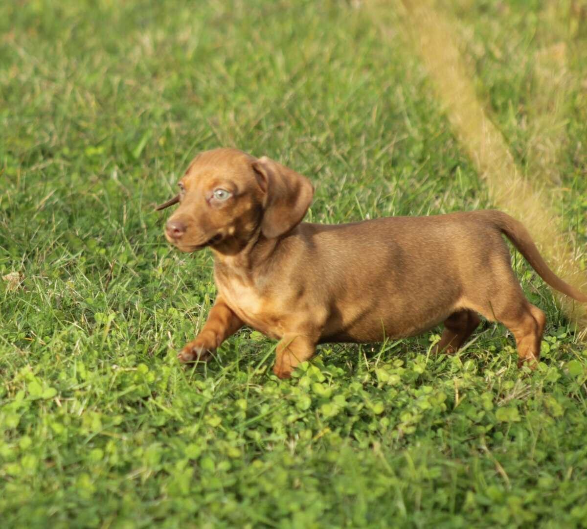 Standard Dackel Welpen suchen ihr Traumzuhause 1