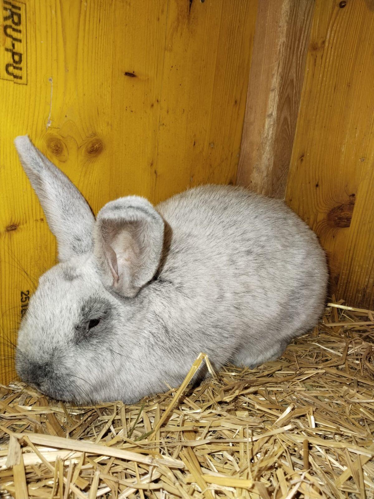 Groß Hellsilber Zuchtpaar 1