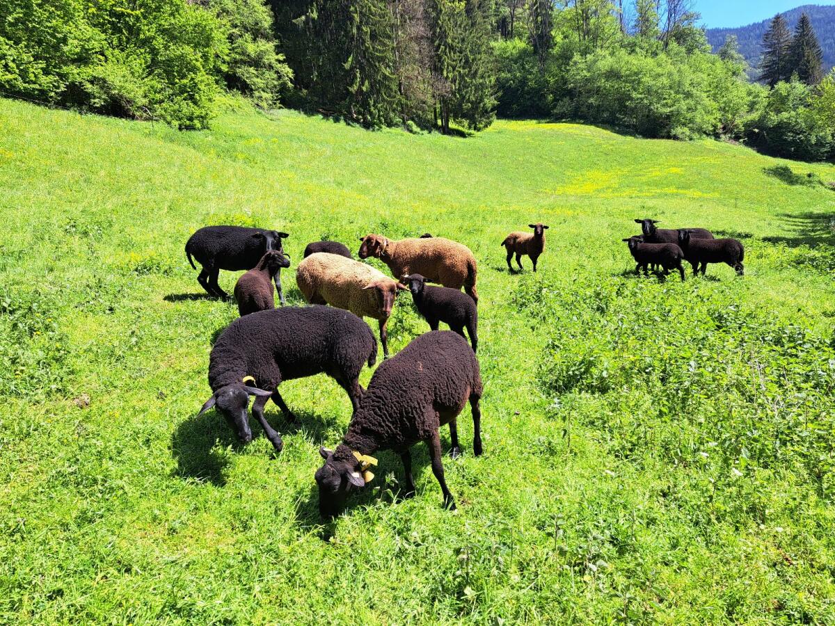 Jurazuchtlämmer weiblich 3