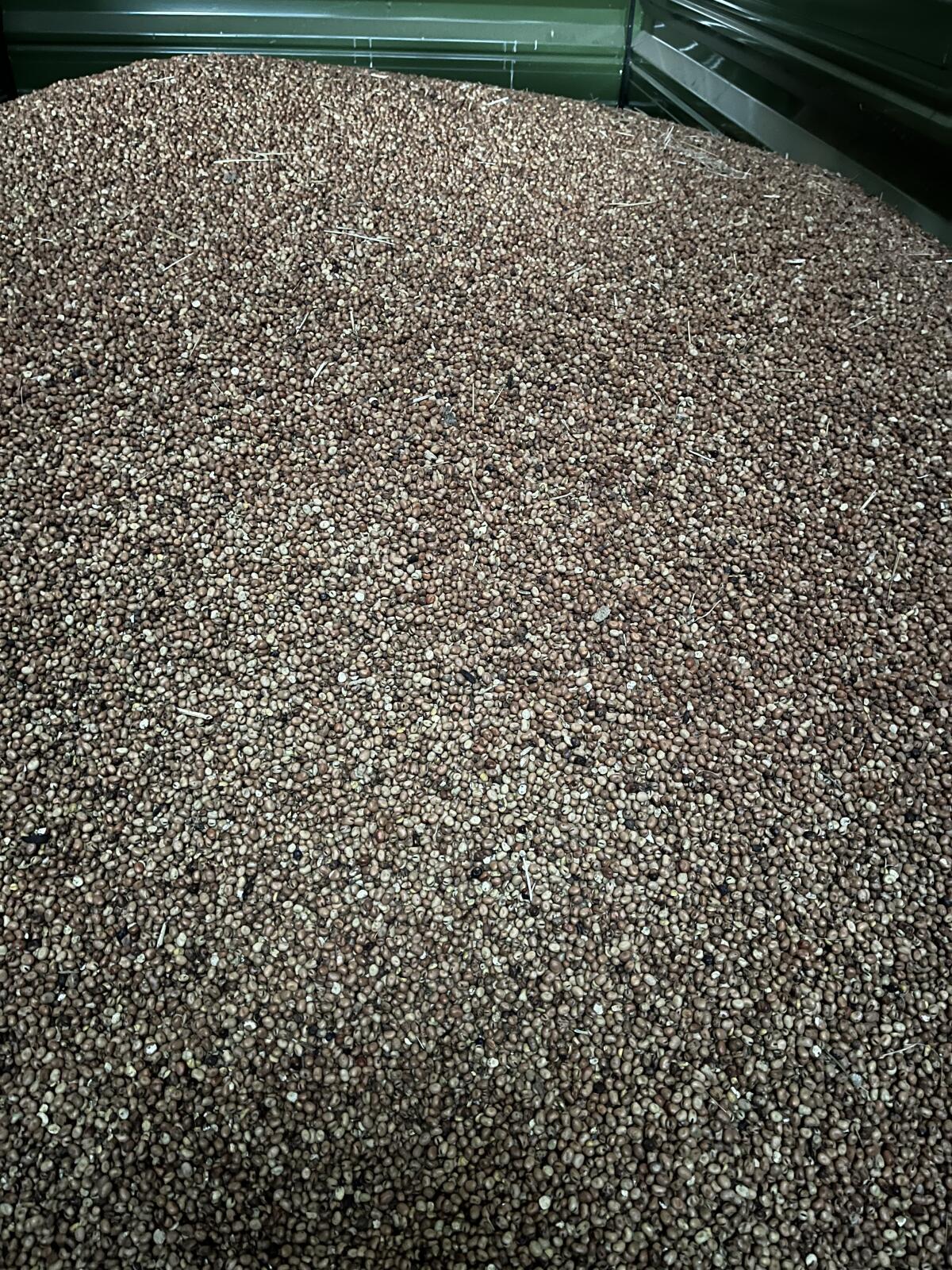 BIO Ackerbohne BIORO 1