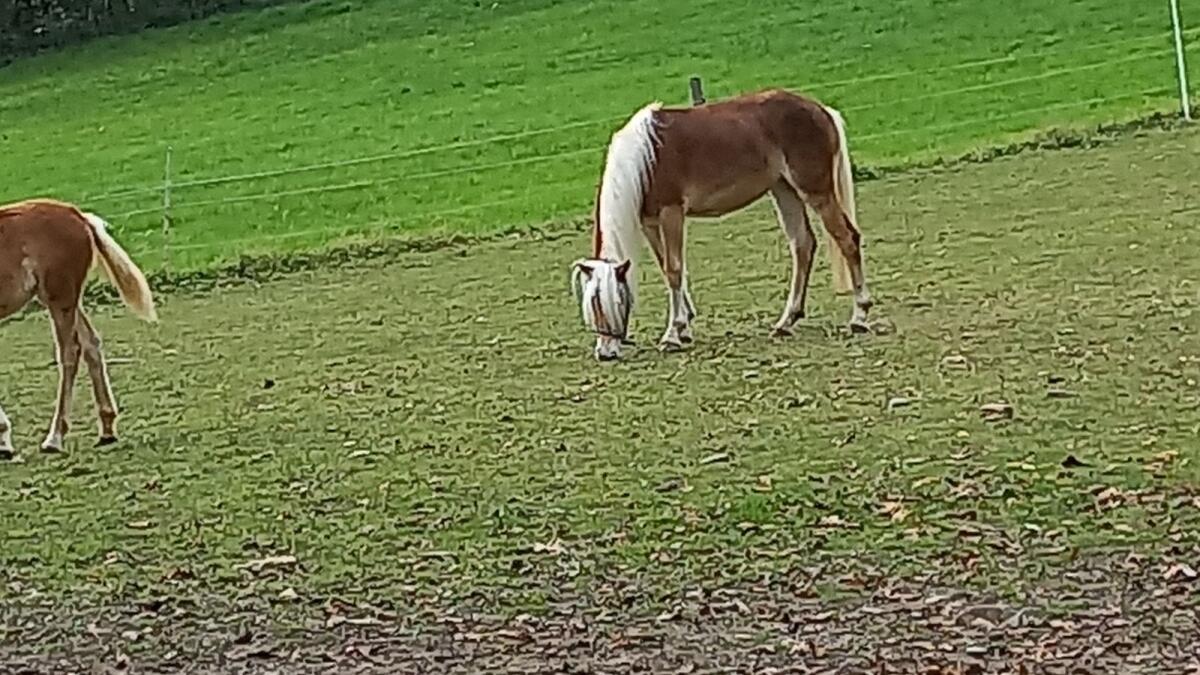 Haflinger Stute, eineinhalb Jahre alt 3