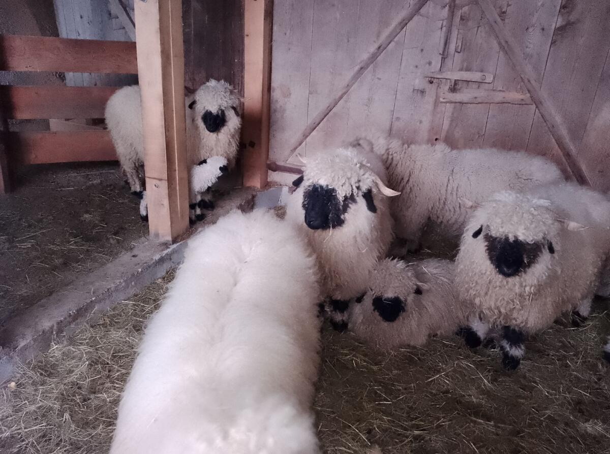 Walliser Schwarznasen Schafe 1