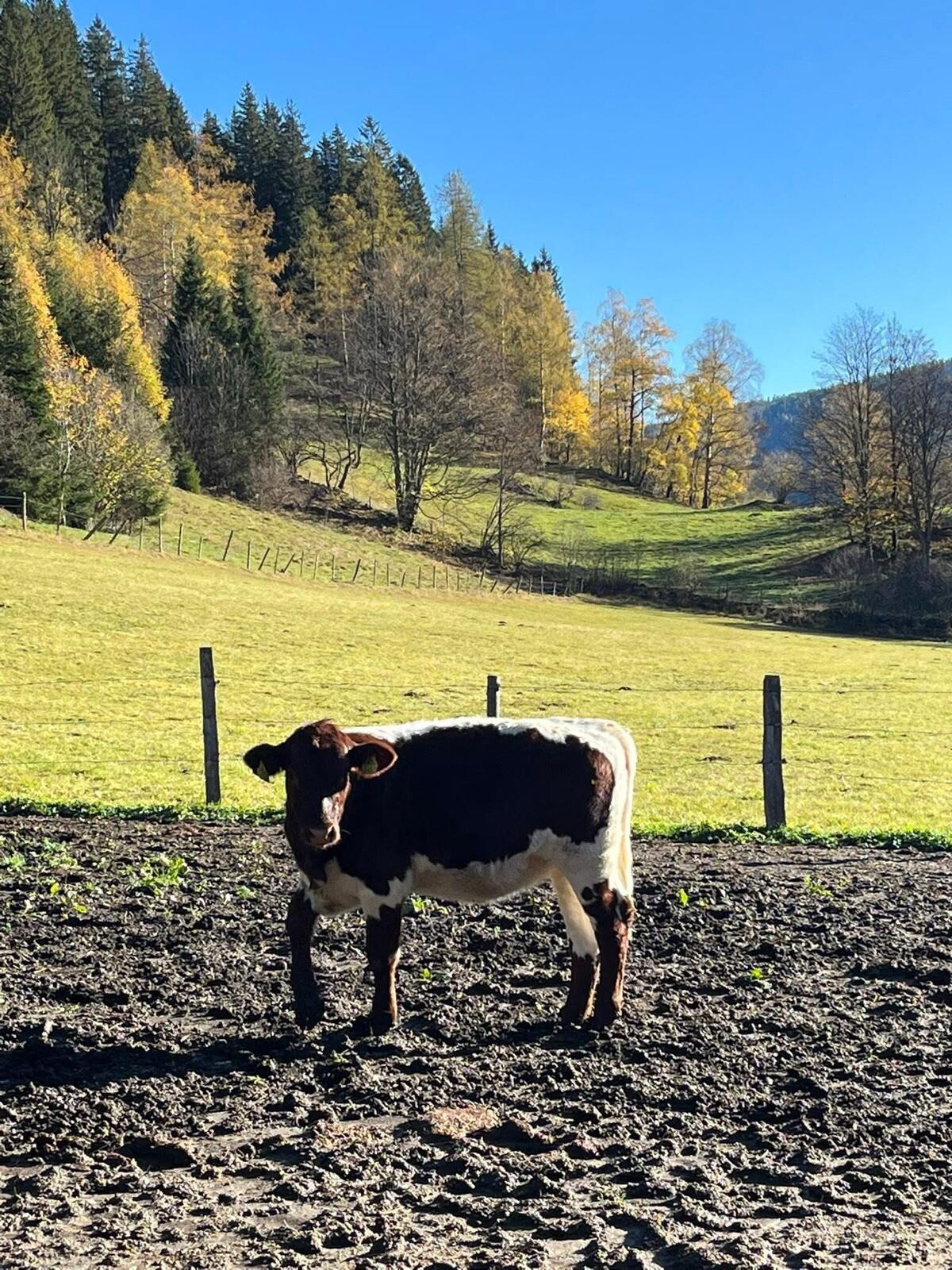 Original BIO Pinzgauer Kalbin 1