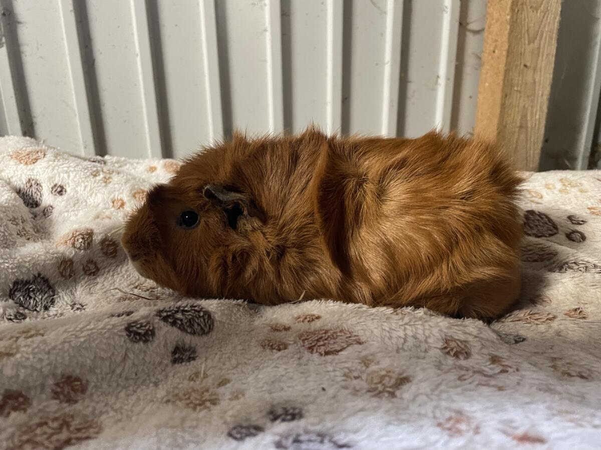 US Teddy und Rosetten Wurfankündigung 2