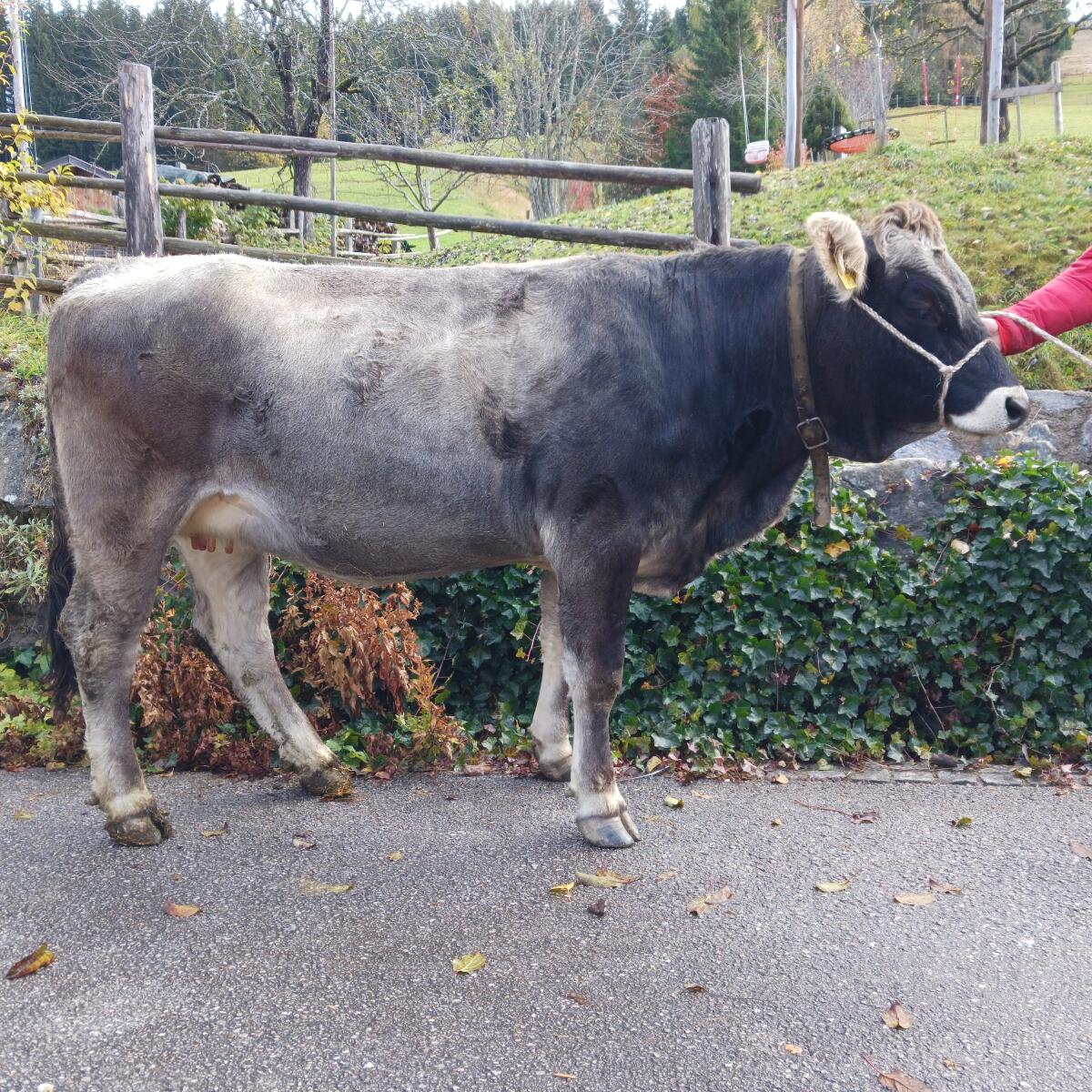 Verkaufe Tiroler Grauvieh Kalbin 2