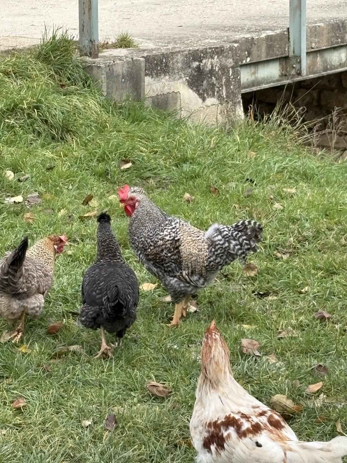 Schöner Hahn zu vergeben 3