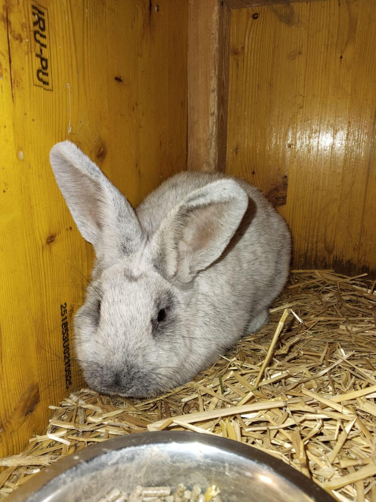 Groß Hellsilber Zuchtpaar 2