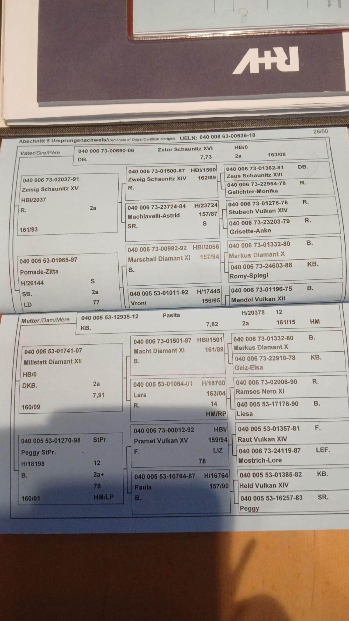 Norikerstute und Stutfohlen zu verkaufen 3