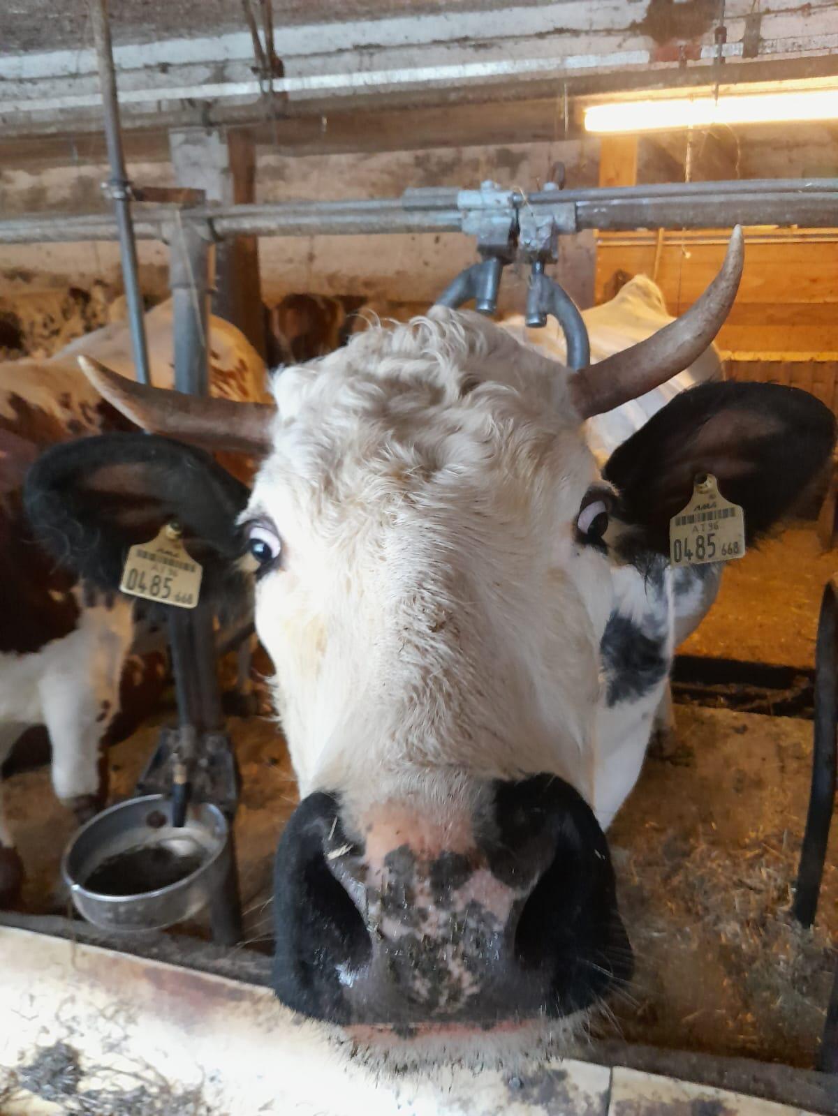 Weibliche Pustertaler Sprinzen Zuchttiere abzugeben 3