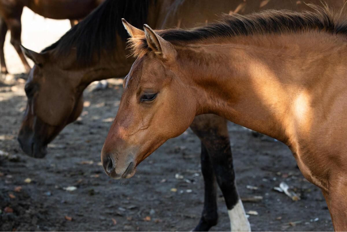 Typvolles Quarter Hengstfohlen „Brandy“ 2