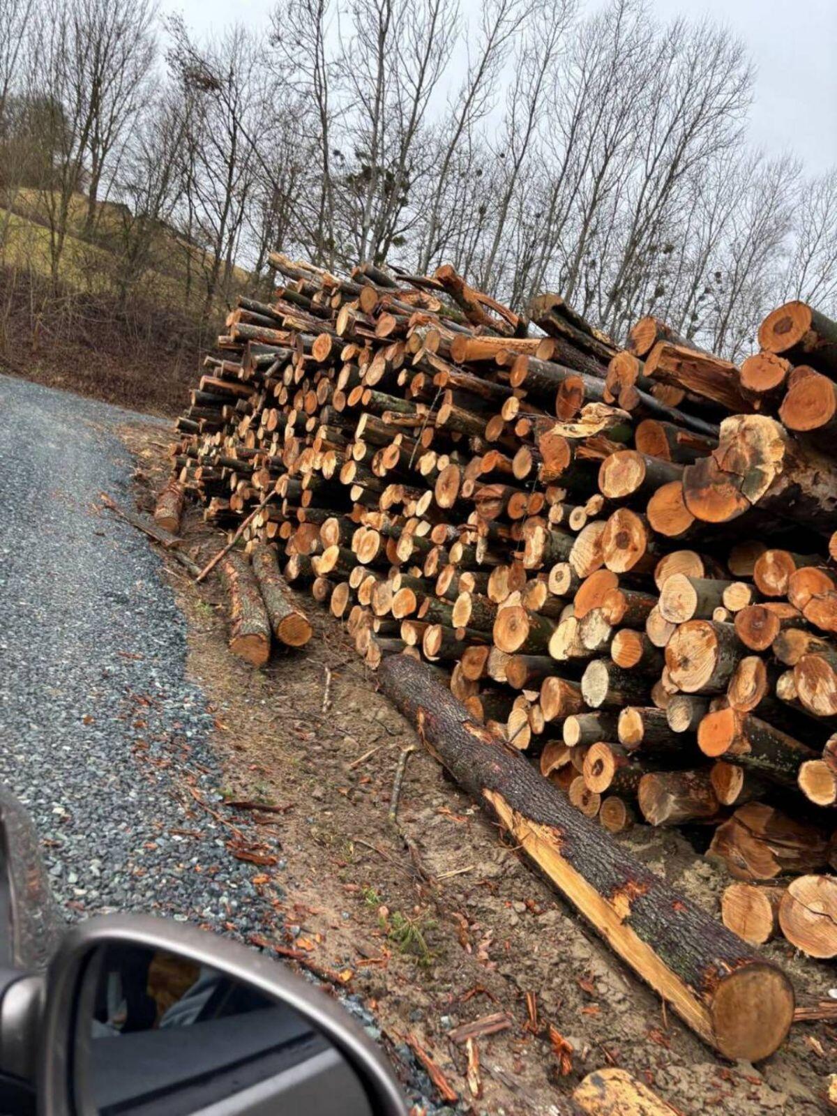 Holzschlägerungen 2