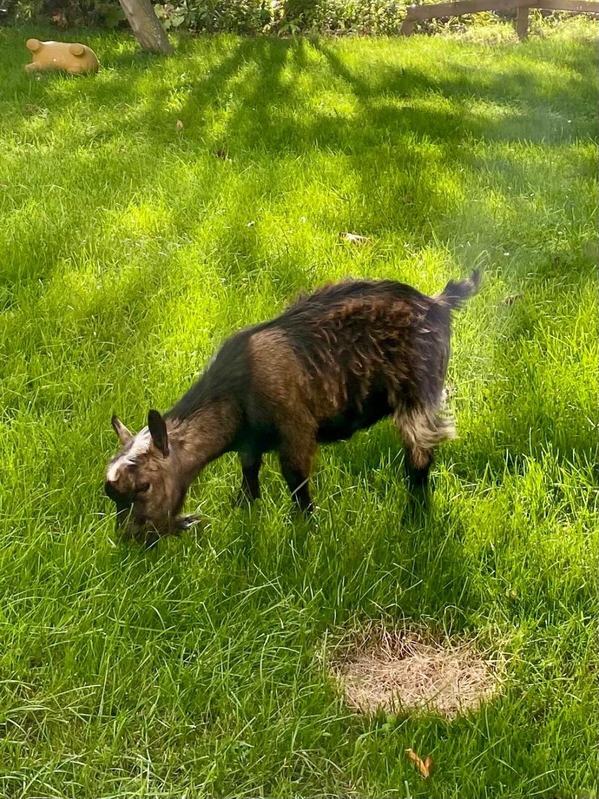 Zwergziegenbock zu verschenken 2