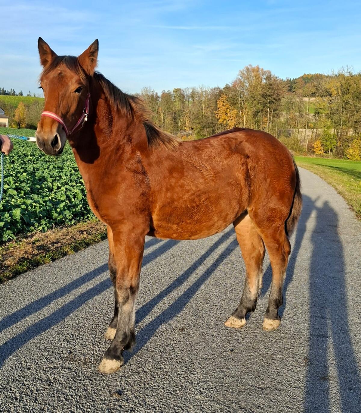 Verkaufe kastanienbraunes Noriker Stutfohlen 3