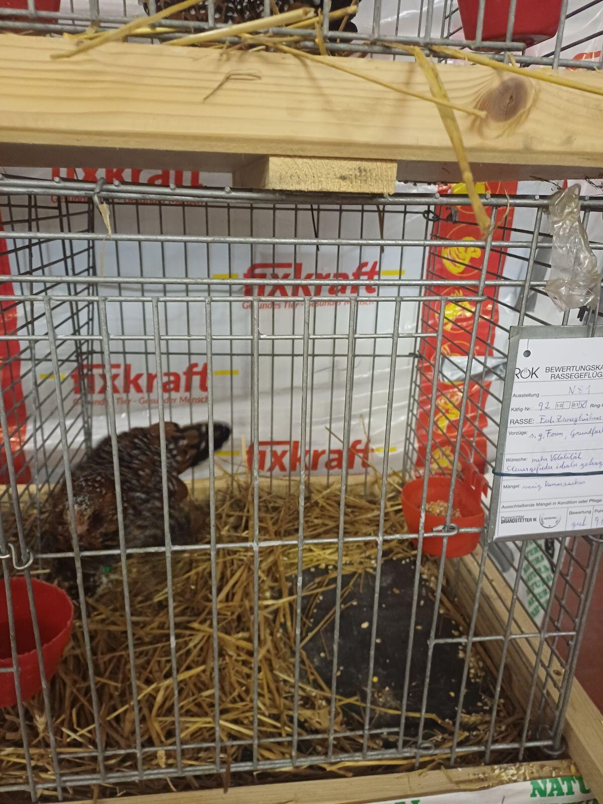 Federfüßige Zwerghühner 1