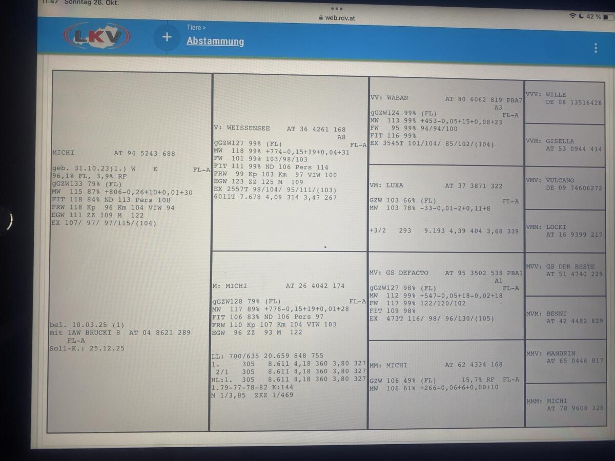 Trächtige Fleckviehkalbin mit Potential 1