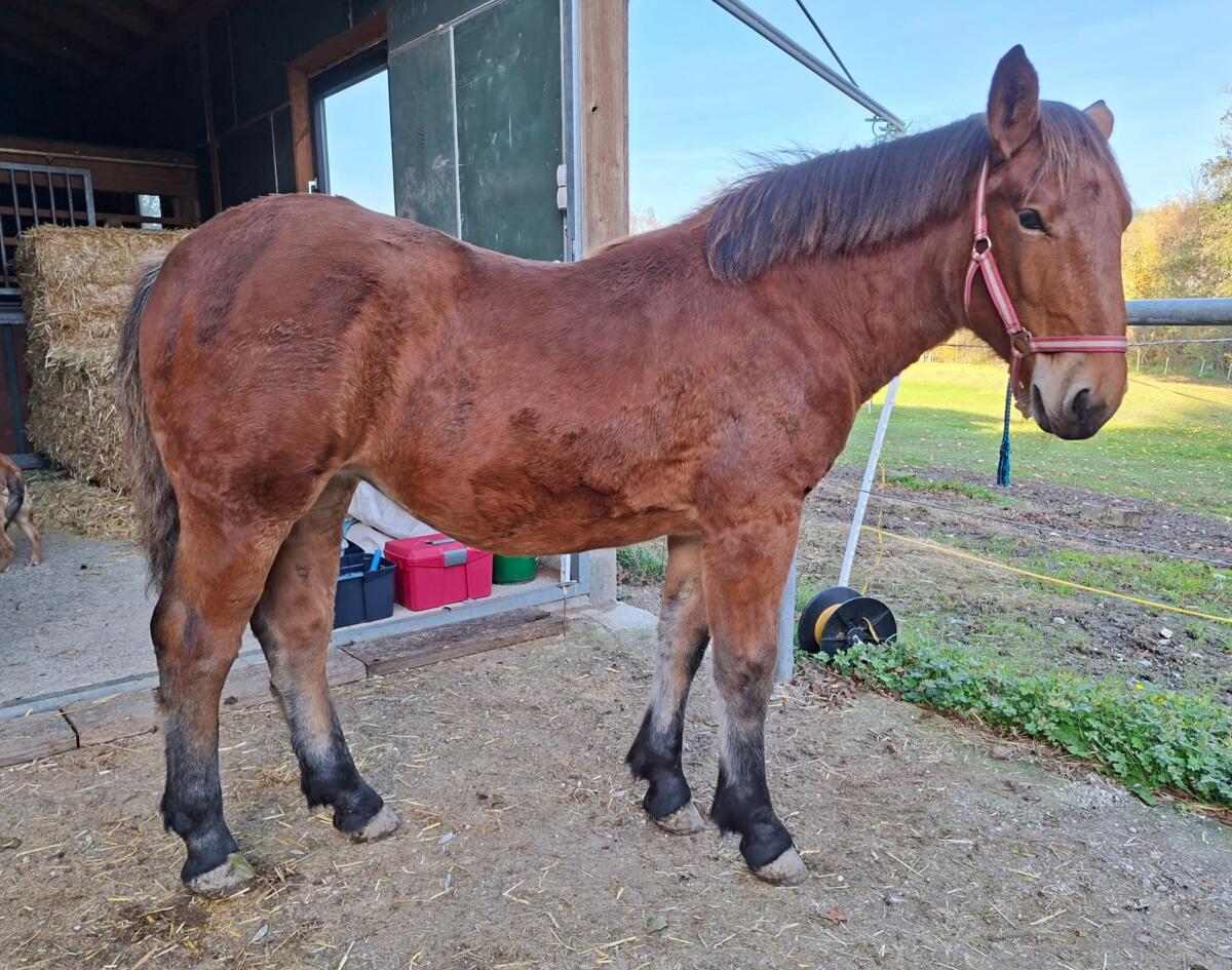 Verkaufe kastanienbraunes Noriker Stutfohlen 2