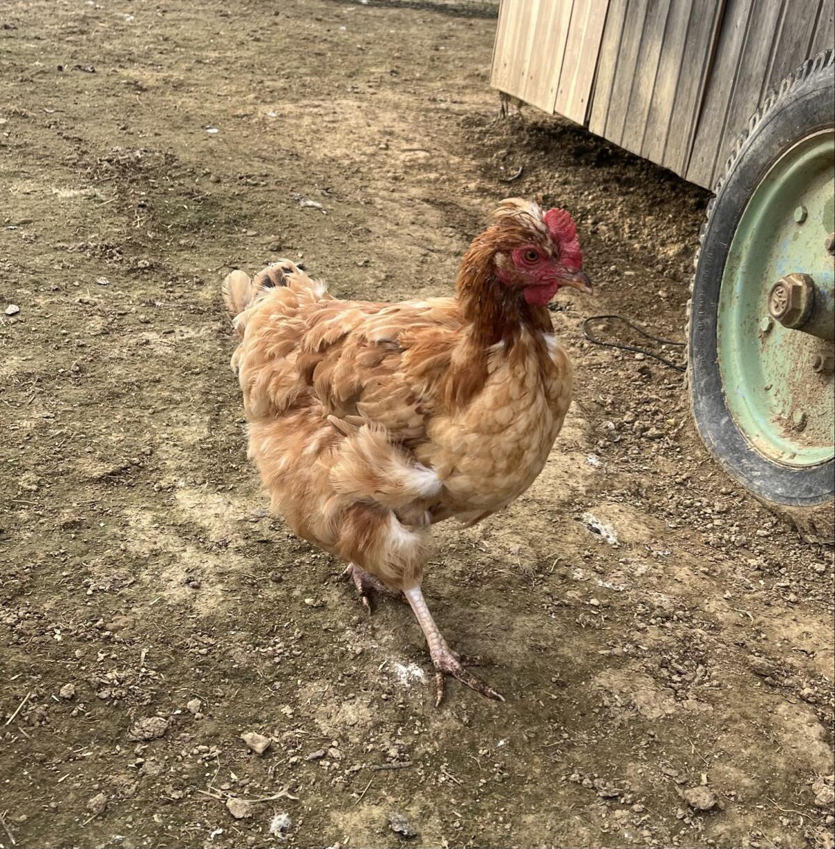 Verkaufe Maran, Sussex und Sulmix Henne 3