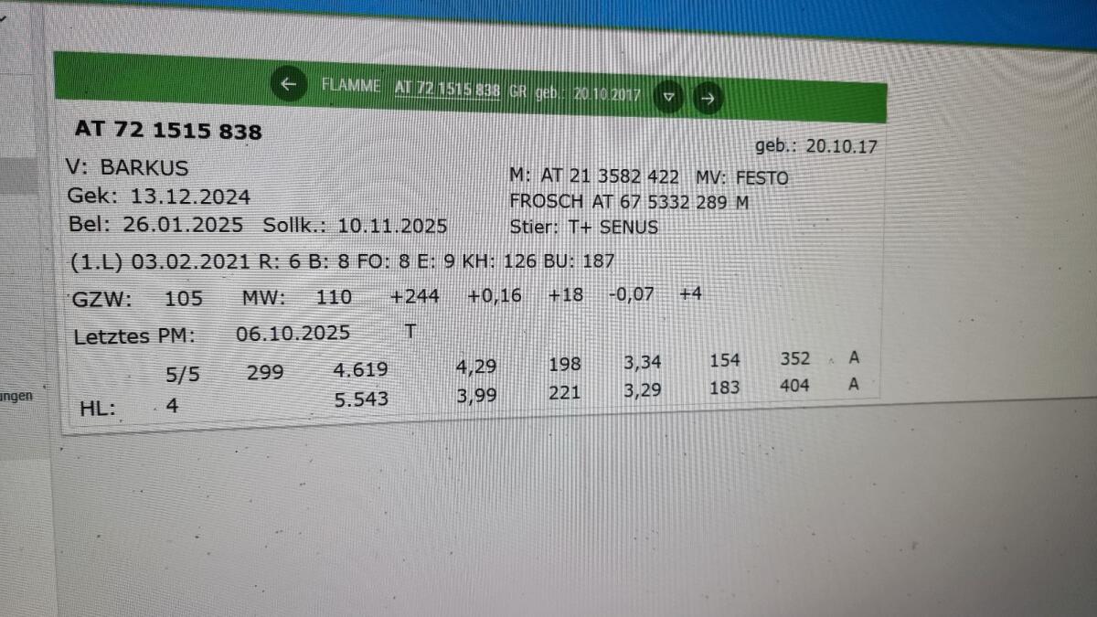 Tiroler Grauviehkuh 2
