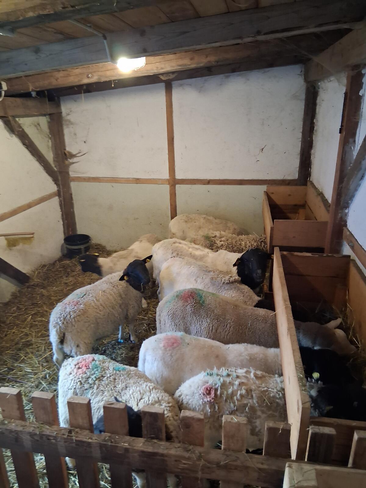 Dorperschafe zu verkaufen 2