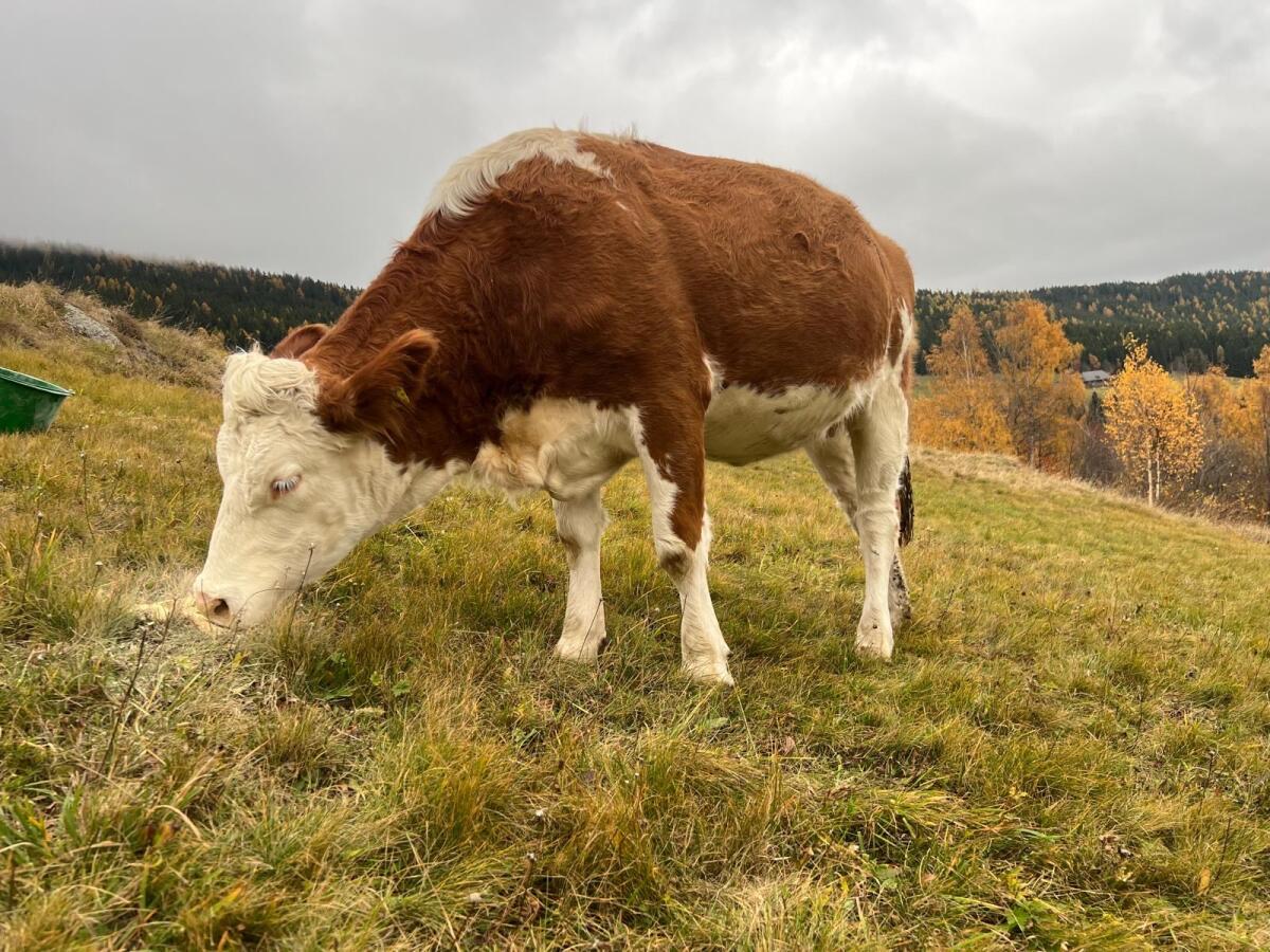Trächtige Fleckviehkalbinnen 3