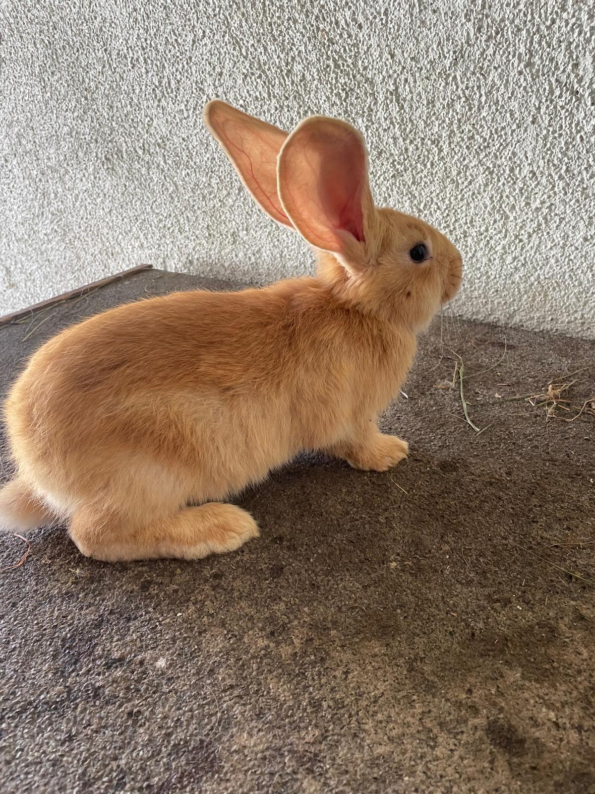 Gelbe Deutsche Riesen Junge 1