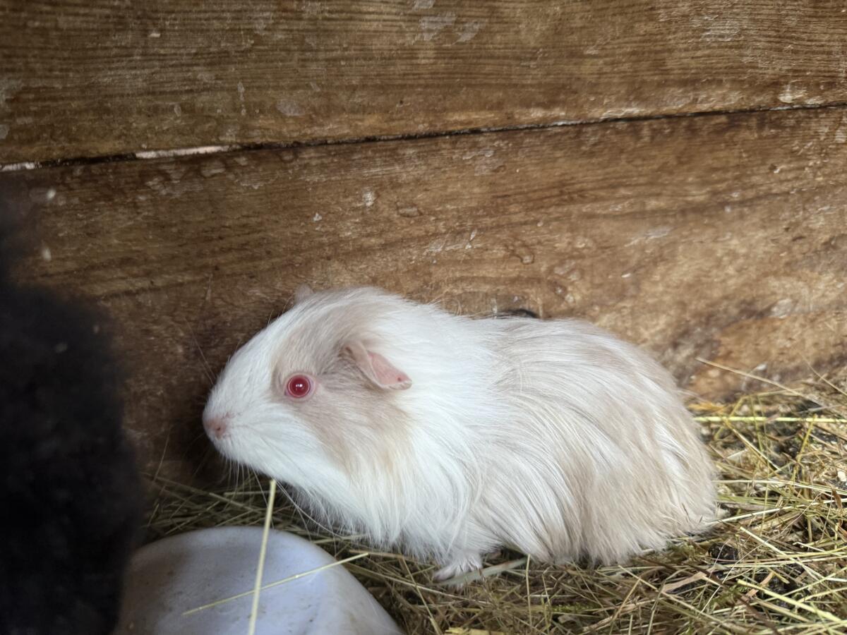 Meerschweinchen abzugeben 1