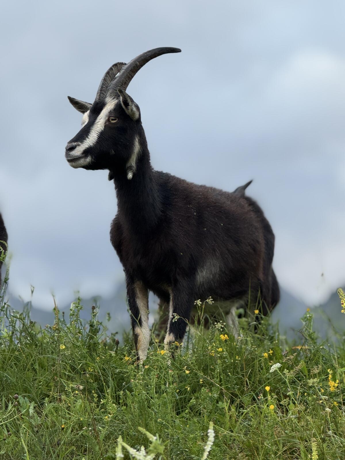 Verkaufe 2 Pinzgauer Strahlenziegen 1