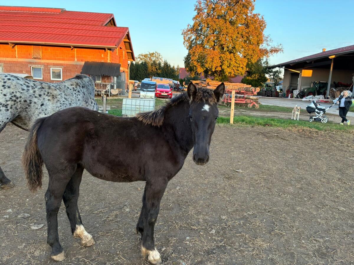 Noriker-Stutenfohlen 1