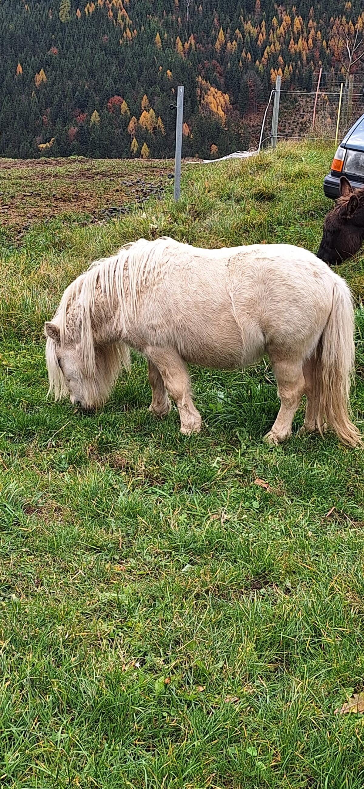 Esel und Pony Hengst abzugeben 2