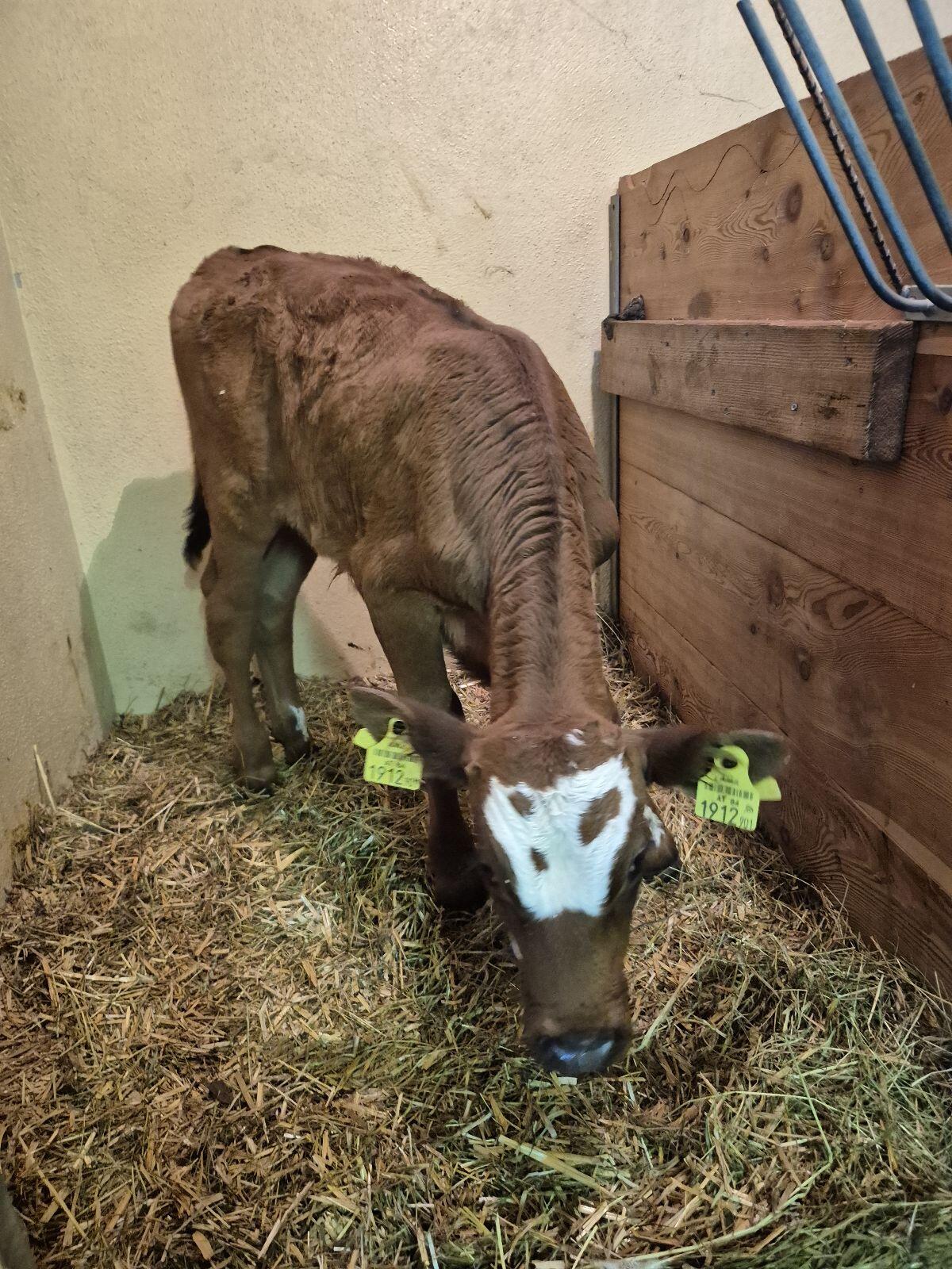 Stierkalb Bio Fleckvieh 2