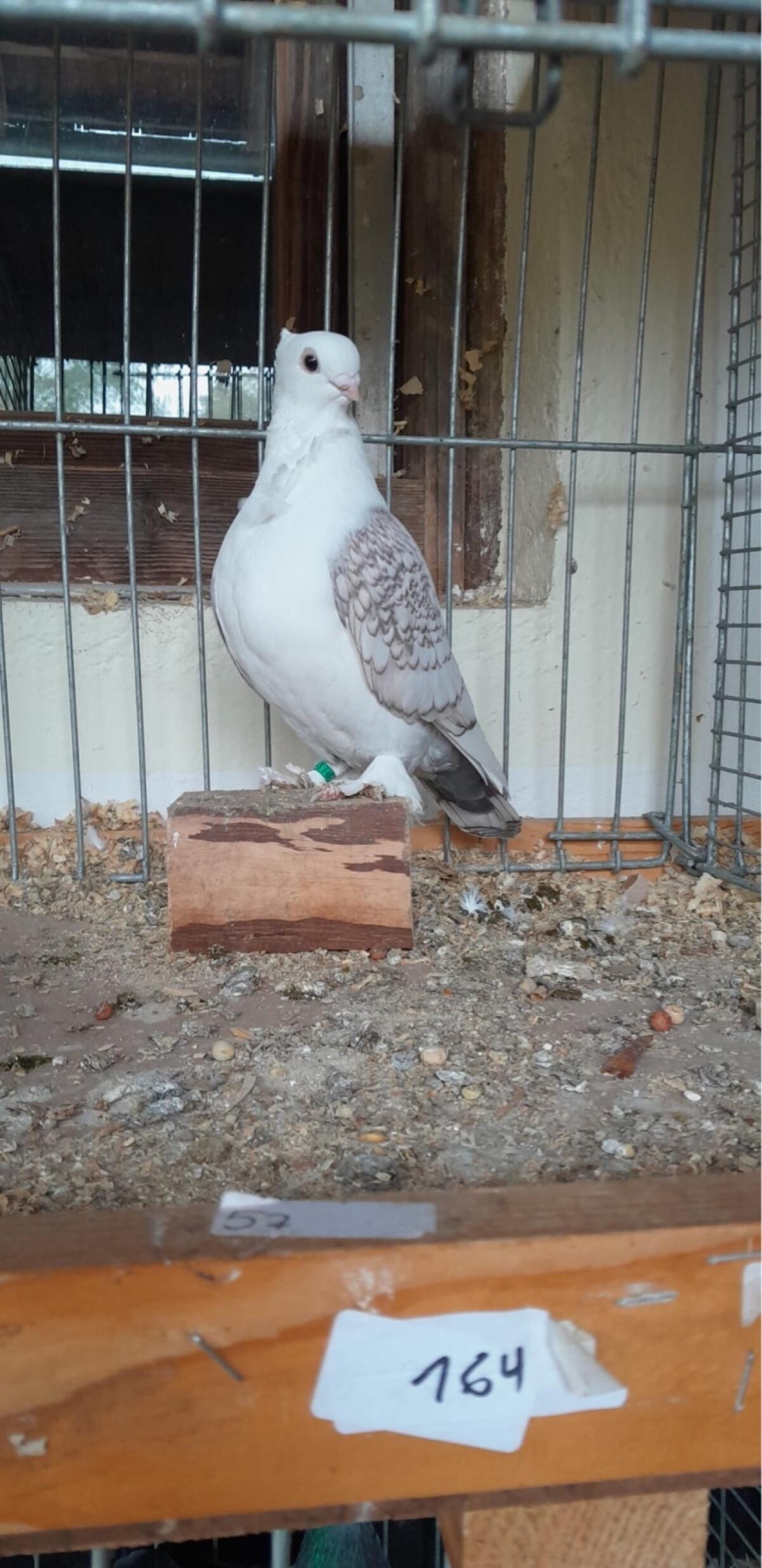 Orientalische Mövchen 2