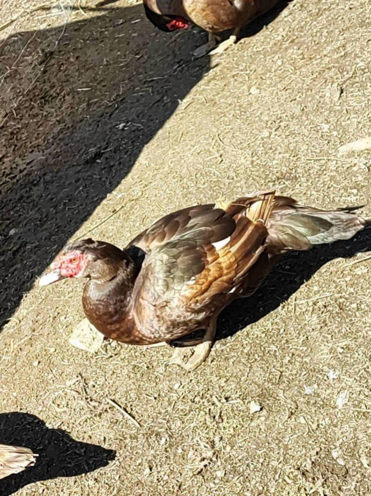 Moschusenten braun 2