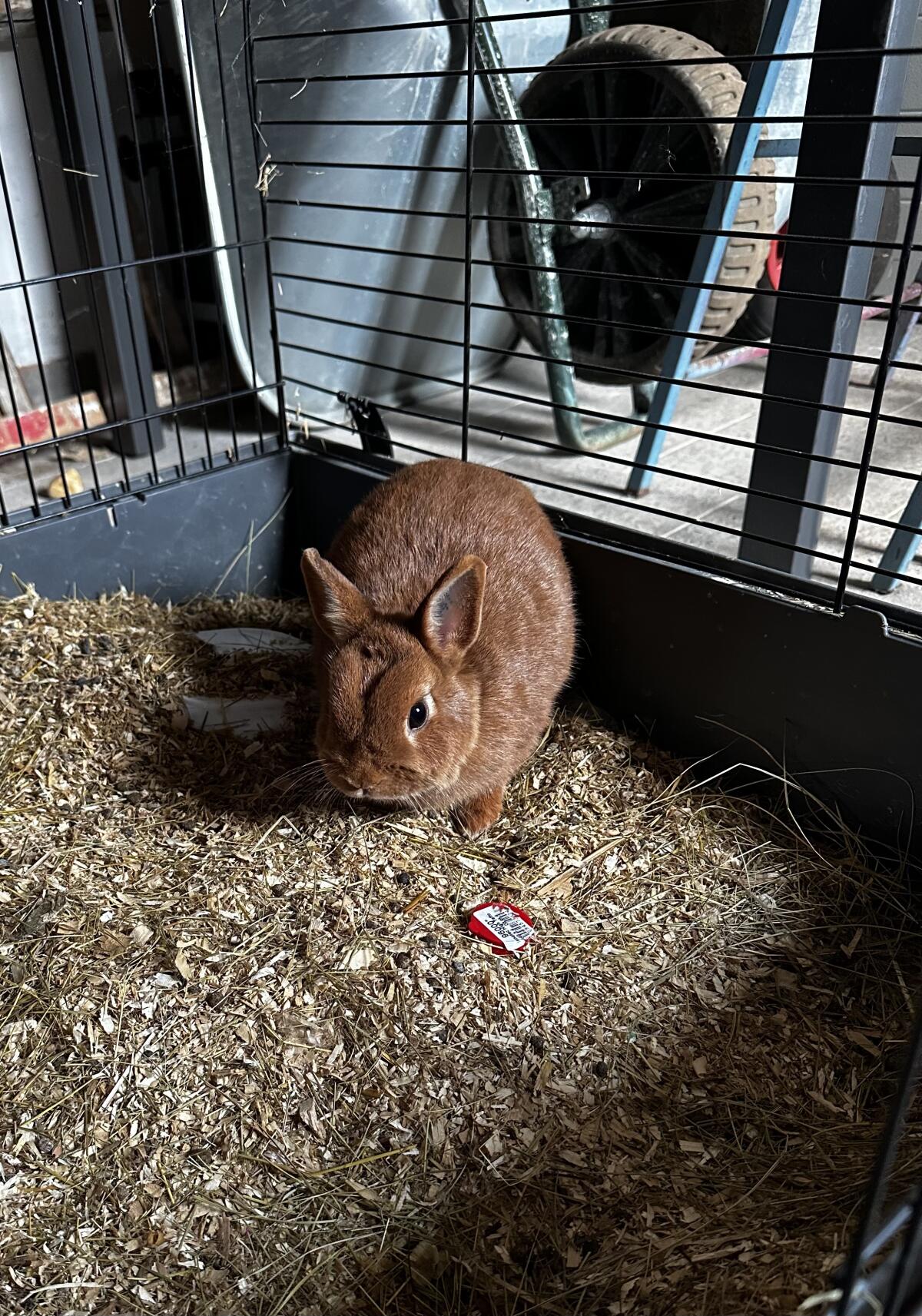 Häsin sucht ein neues Zuhause 1