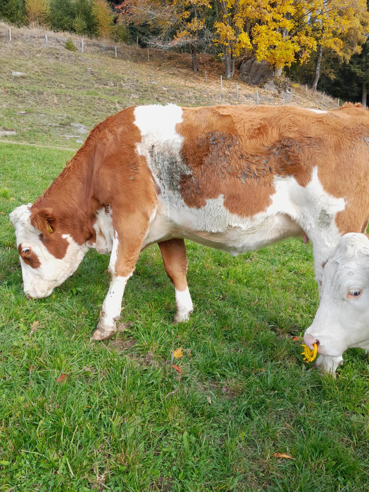 Verkaufe hochträchtige Fleckviehkalbin 3