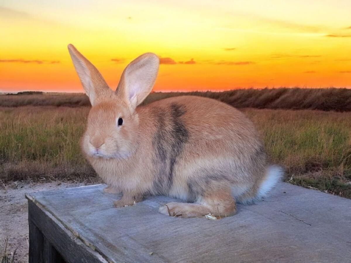 Japaner Mischling Kaninchen 1