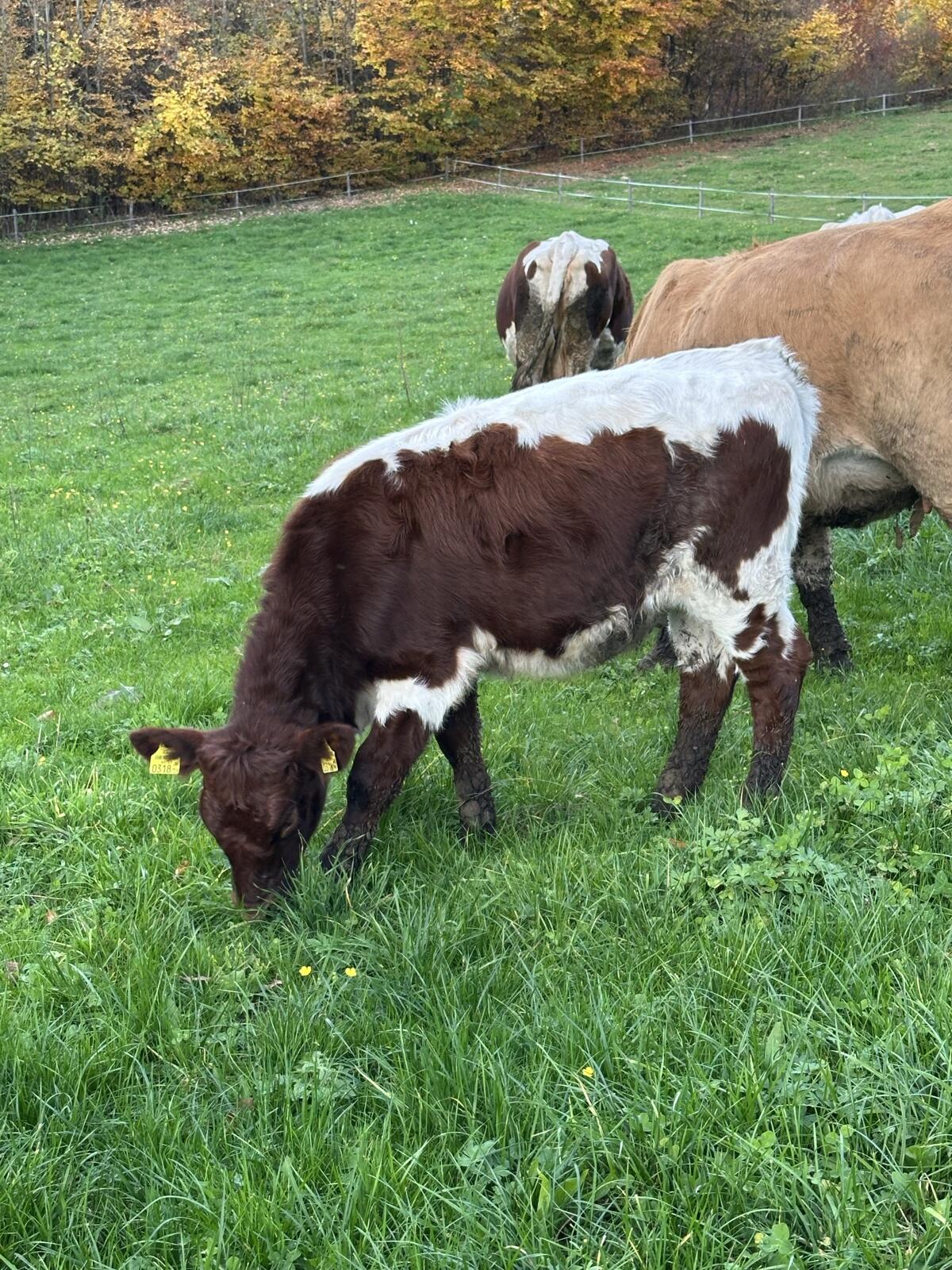Reinrassiges Pinzgauer Kalb weiblich 3