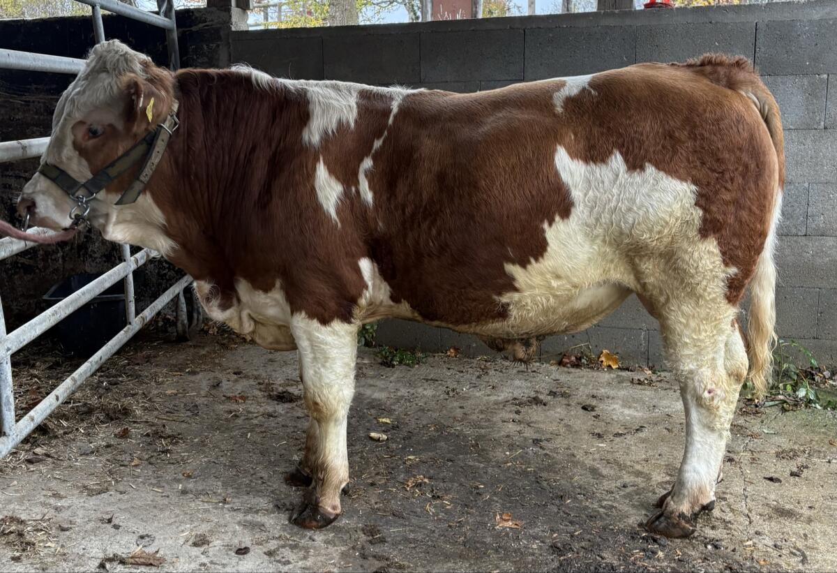 Fleckvieh Fleisch Zuchtstiere 3