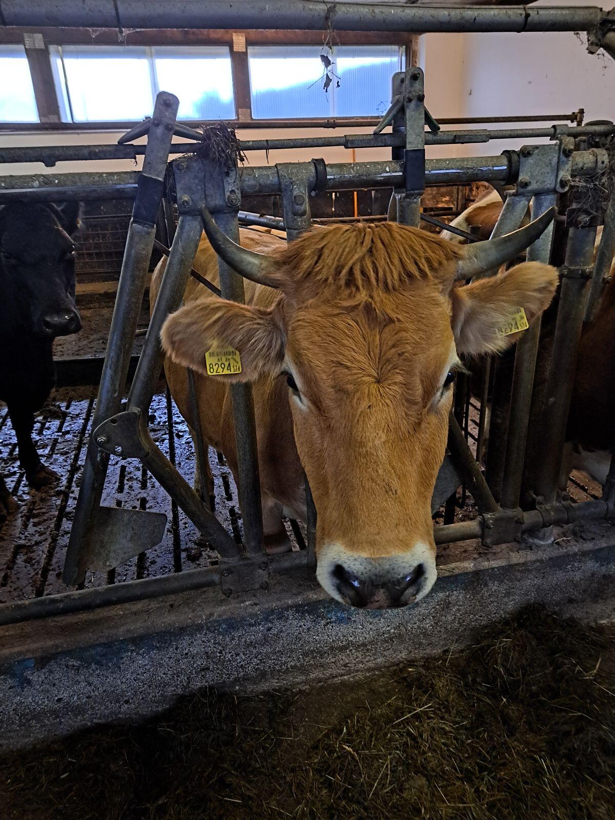 Reinrassige Murbodner Mutterkühe 1