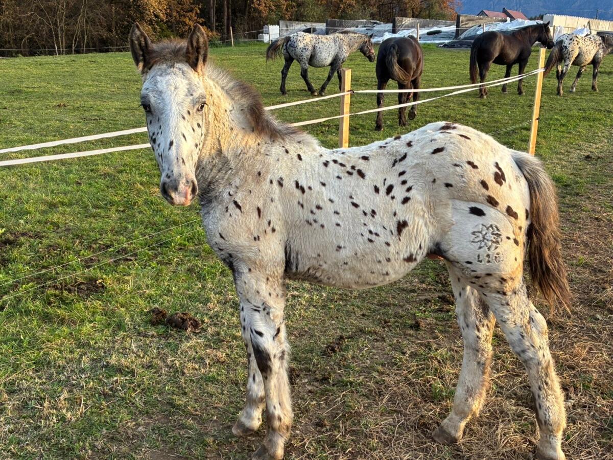 Verkaufe Noriker-Hengstfohlen (Schwarzflecktiger) 2
