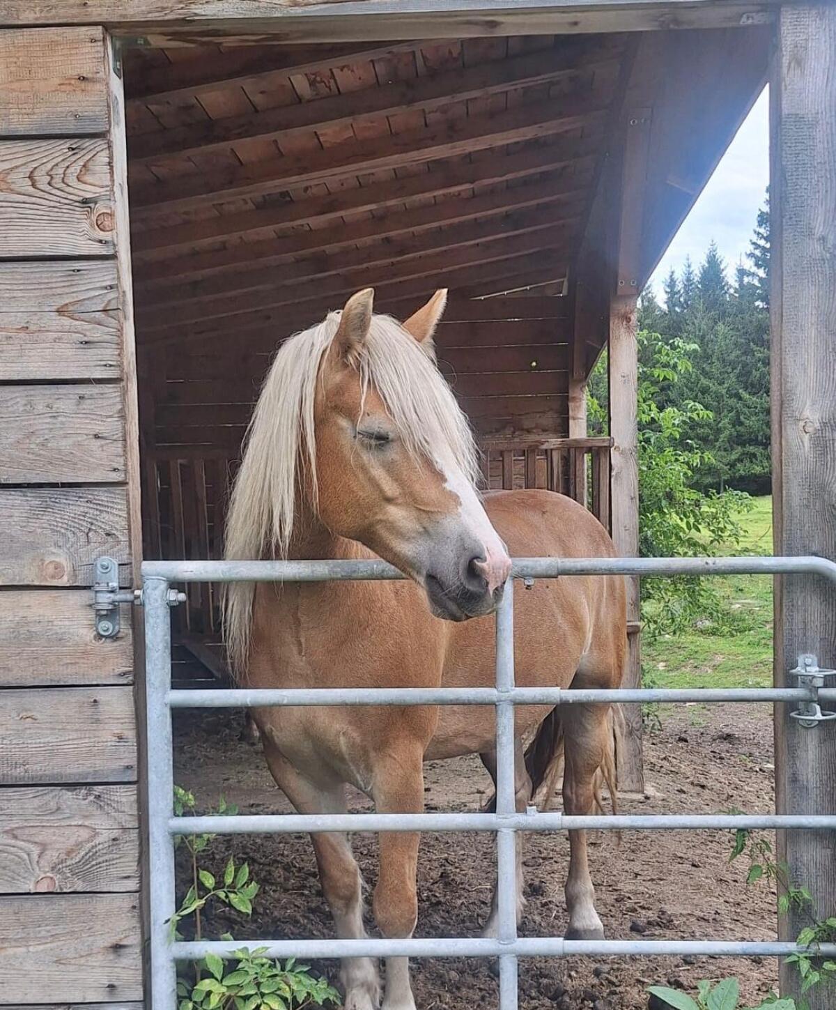 Haflinger Stute Lupine 3