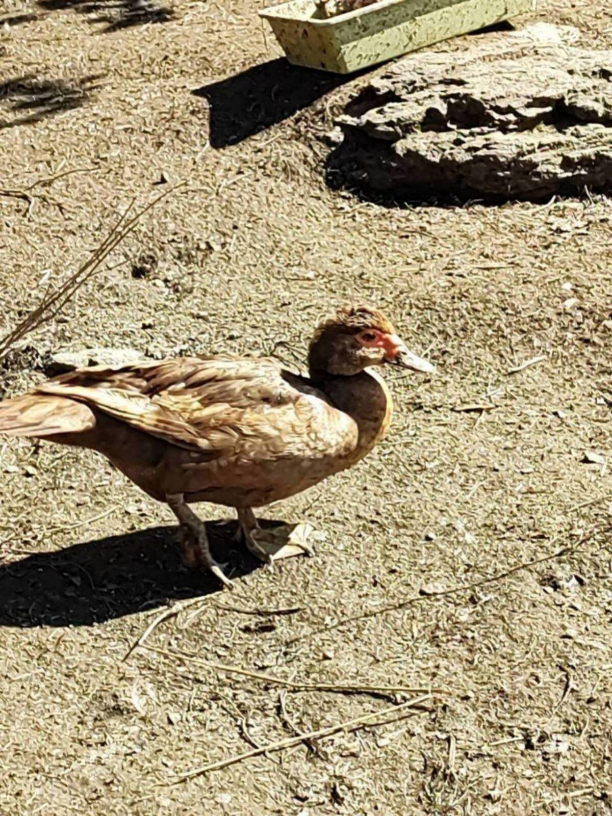 Moschusenten braun 1